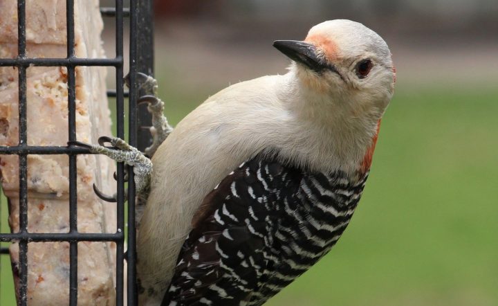 Why Birds Are Not Eating Your Suet (And How To Fix This)