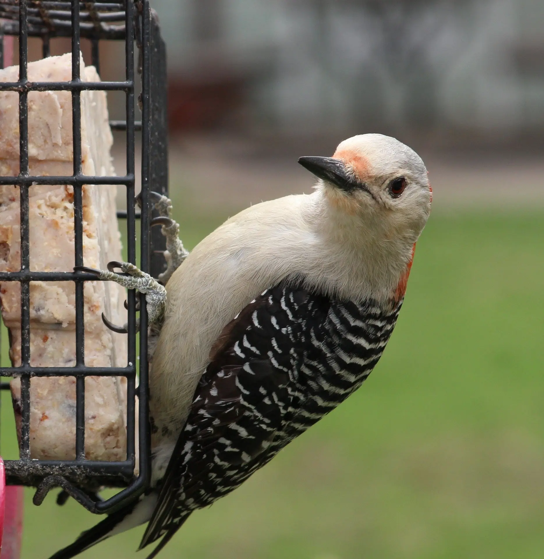 Red-bellied woodpecker on suet feederfemale for identification