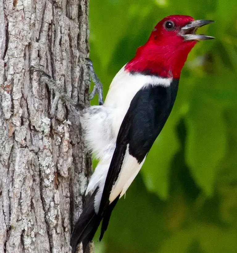 Red headed woodpecker