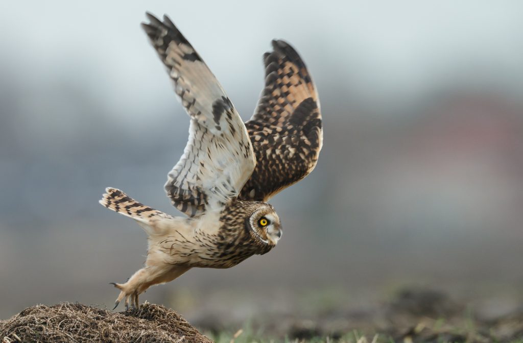 8 Species of Owl in Pennsylvania Bird Advisors