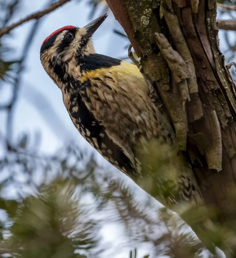 yellow-bellied sapsucker femalefor identification in Michigan MN