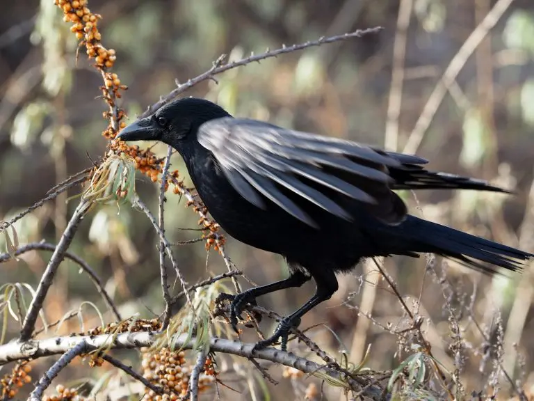 American Crow for identification