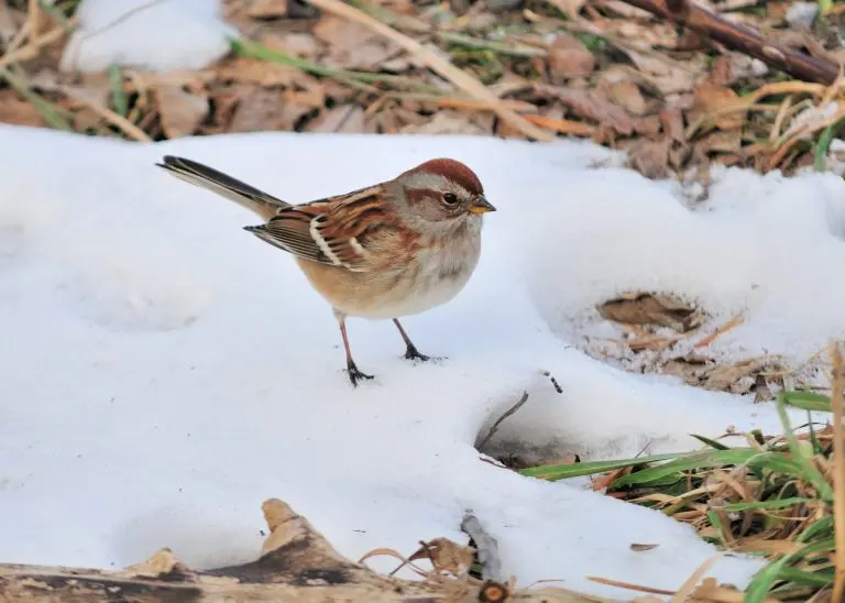 American tree sparrow