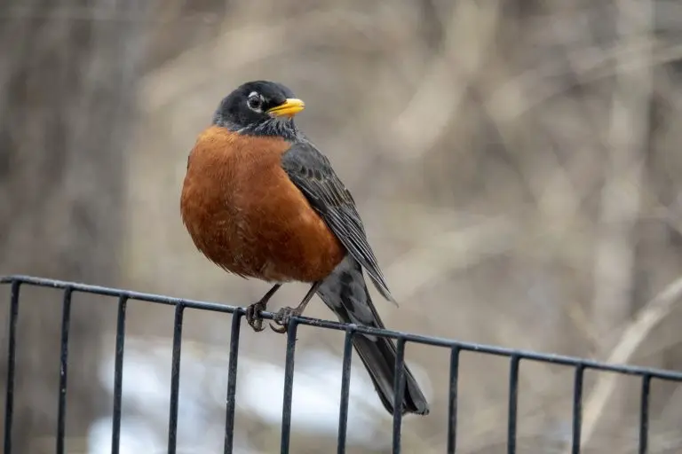 American Robin for identification