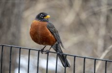 Top 28 Backyard Birds in Indiana (Free Picture ID Printable)