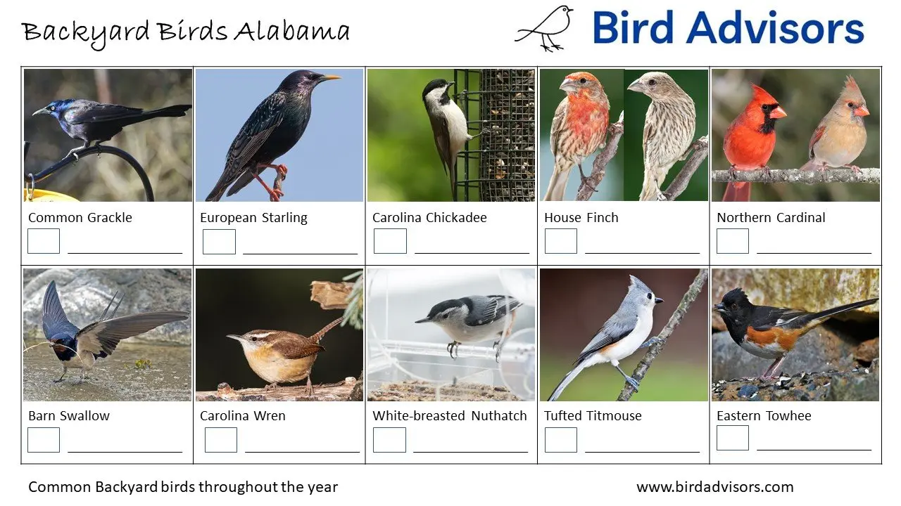 Backyard Birds Alabama ID Chart