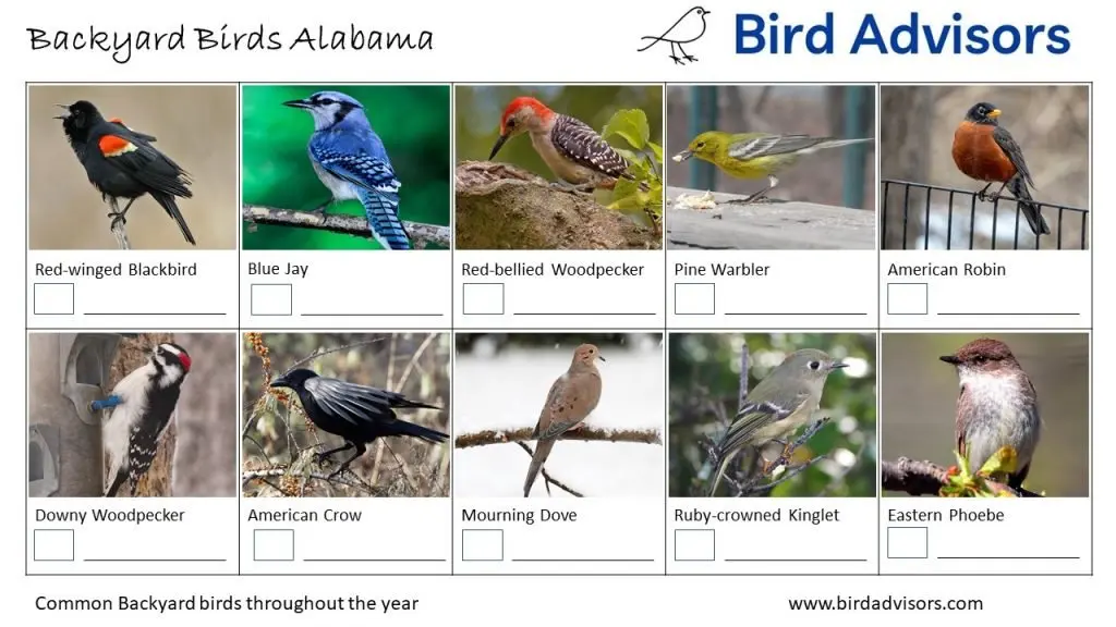 Backyard Birds Identification Worksheet Alabama Page 2