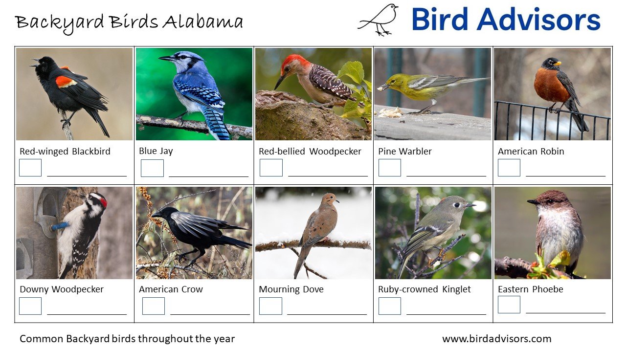 Top 32 Backyard Birds In Alabama (Free ID Chart)