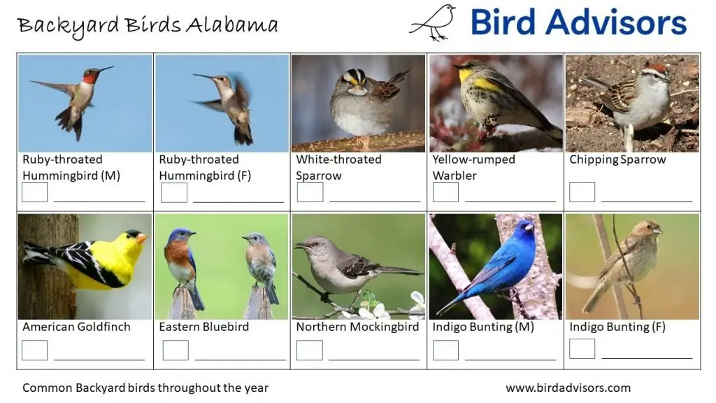 Backyard Birds Identification Worksheet Alabama Page 3