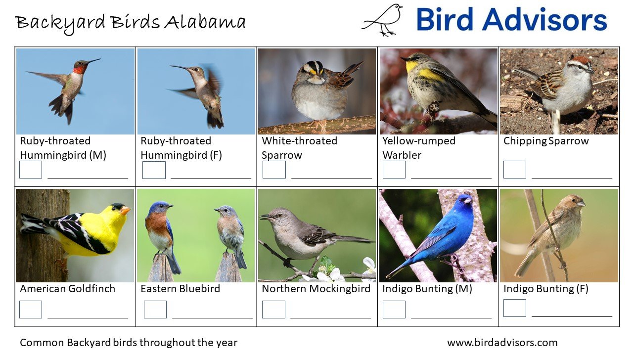 Top 32 Backyard Birds In Alabama (Free ID Chart)