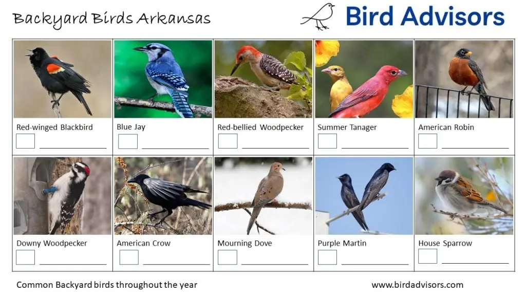 Backyard Birds Identification Worksheet Arkansas Page 1