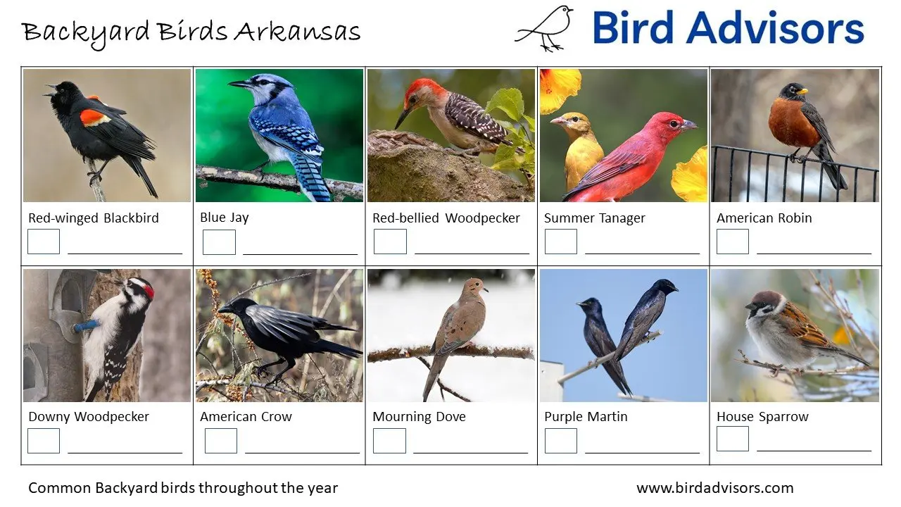 Backyard Birds Arkansas ID Chart Free