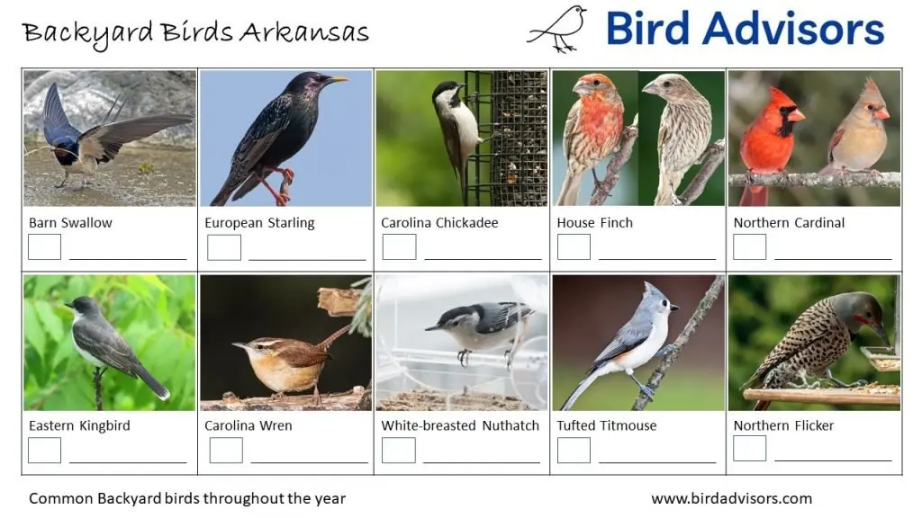 Backyard Birds Identification Worksheet Arkansas Page 2