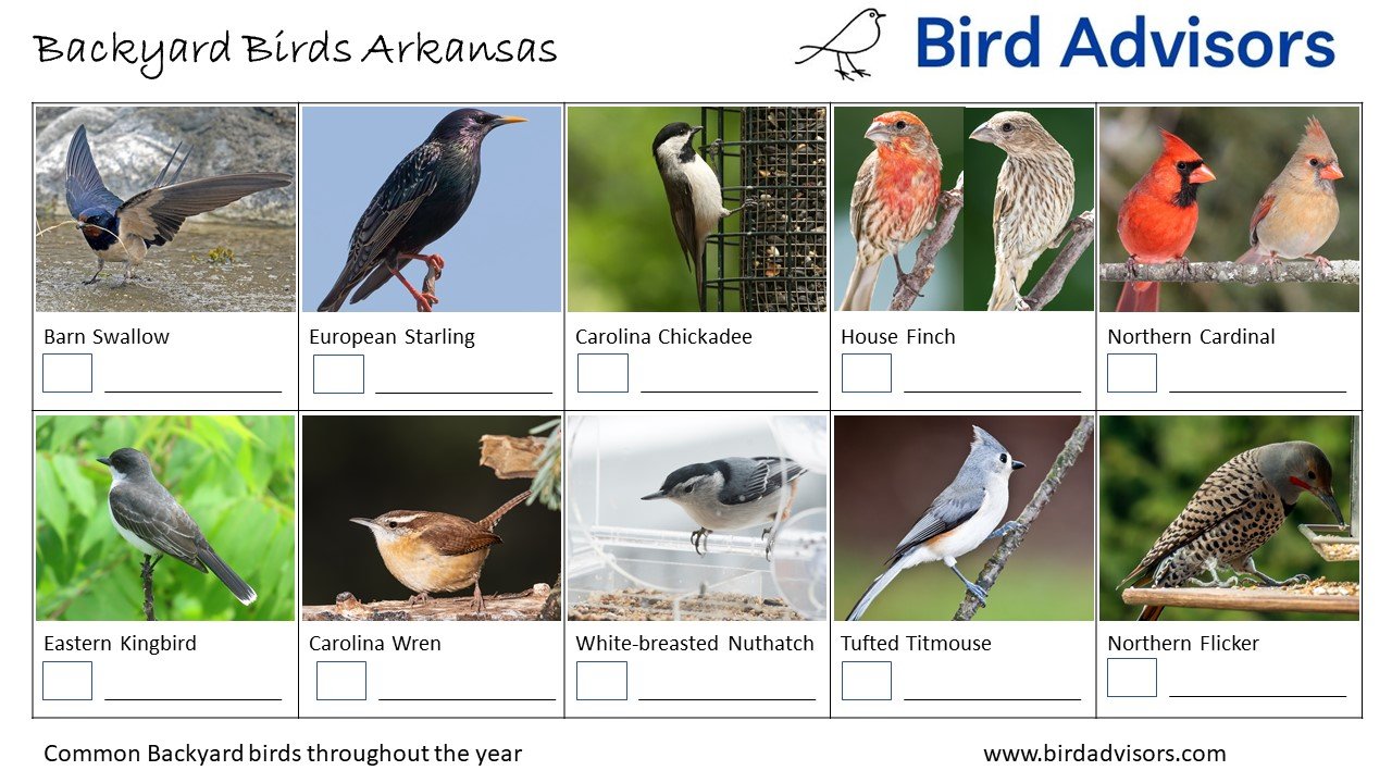 Top 33 Backyard Birds In Arkansas (Free Picture ID Printable)