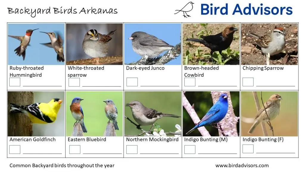 Backyard Birds Identification Worksheet Arkansas Page 3
