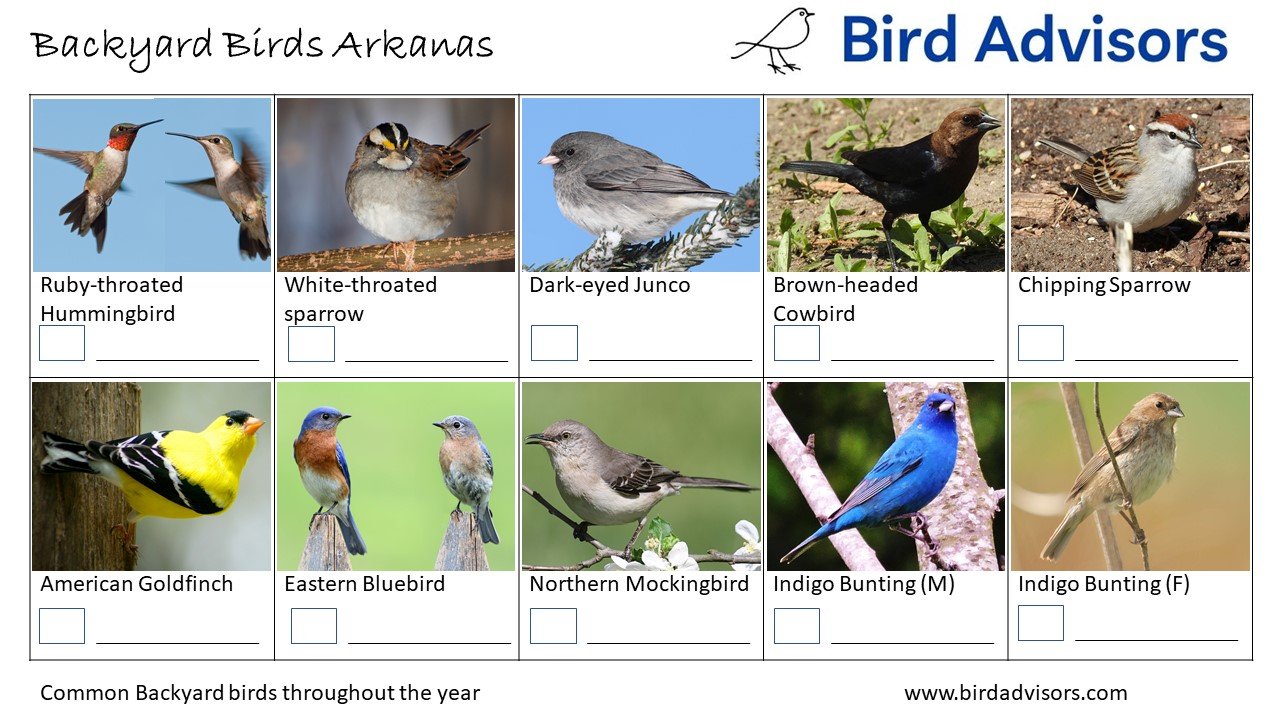 Top 33 Backyard Birds In Arkansas (Free Picture ID Printable)