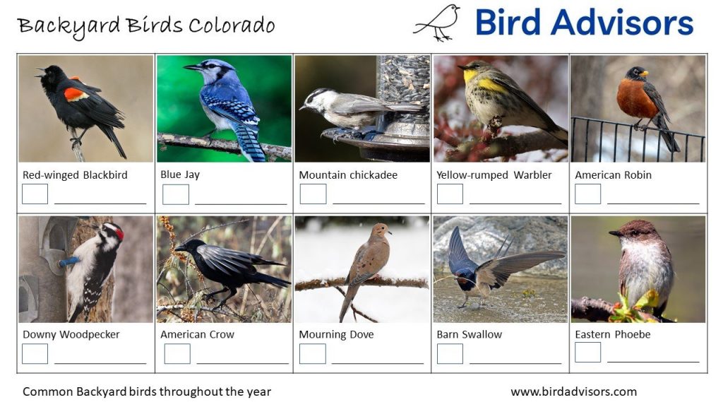 Backyard Birds Identification Worksheet Colorado Page 1