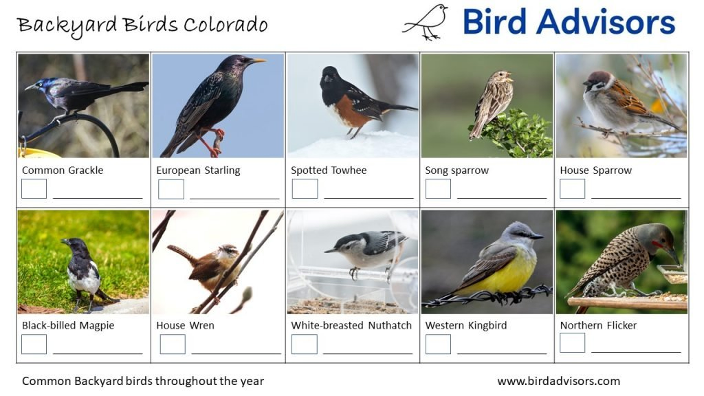 Backyard Birds Identification Worksheet Colorado Page 2