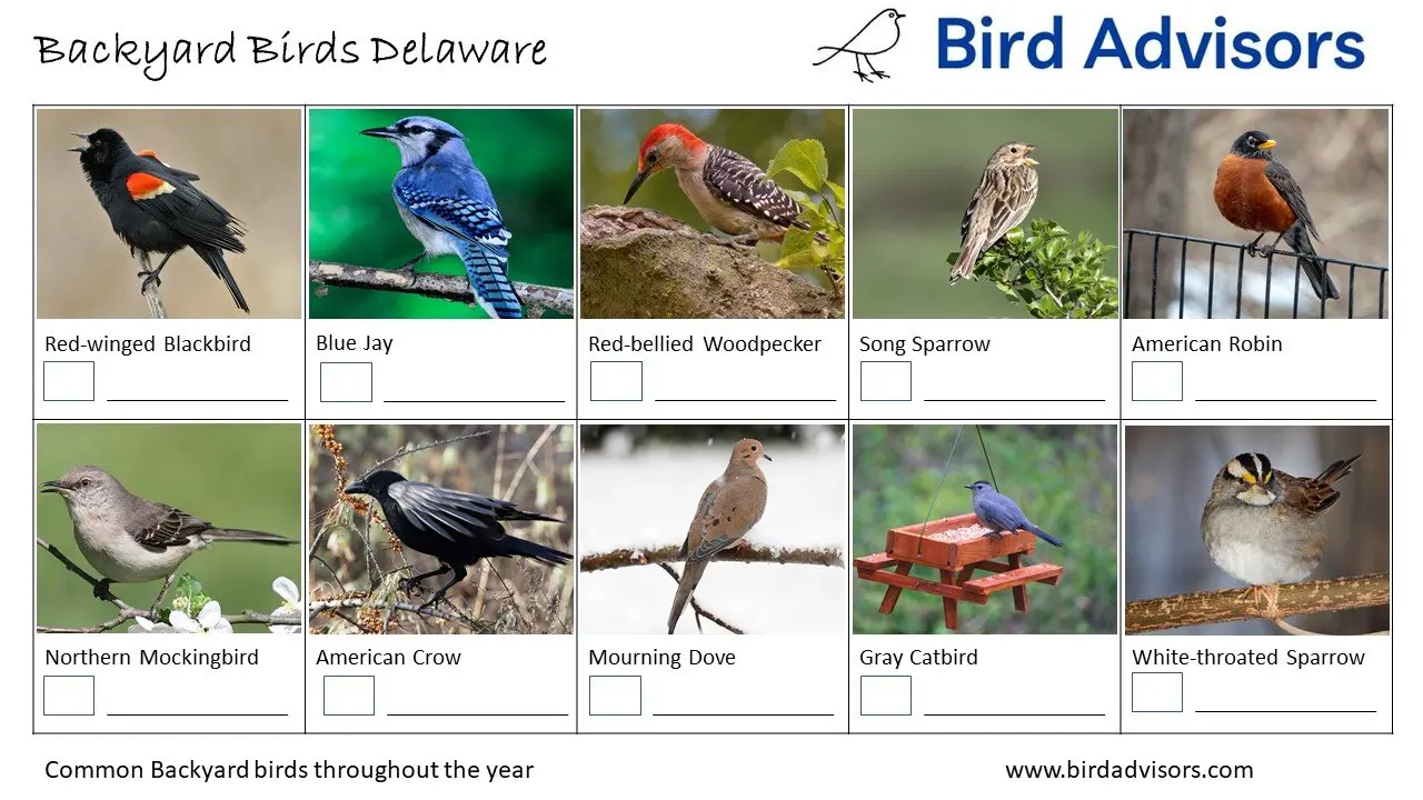 Backyard Birds Delaware ID Chart
