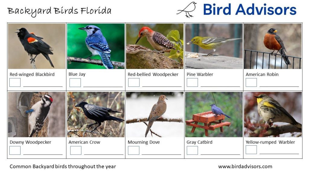 List of 13 Are there robins in florida 3 Top 31 Backyard Birds in Florida (Free Picture ID Printable)