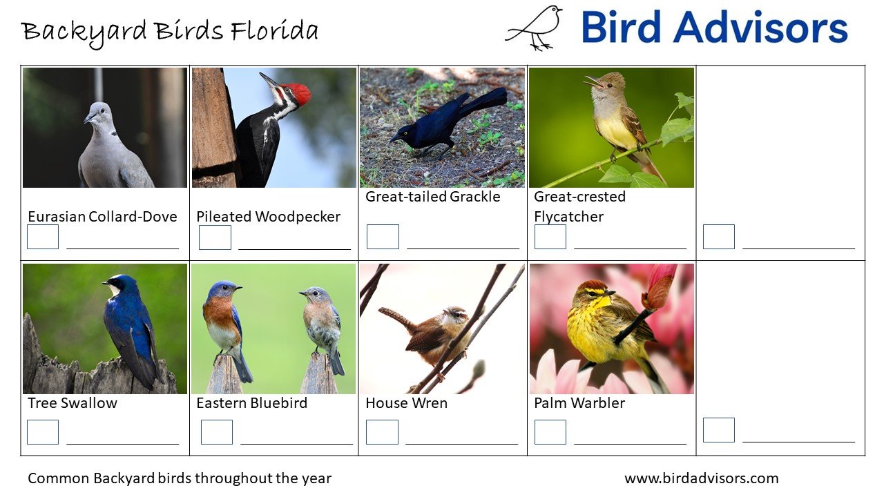 Top 31 Backyard Birds In Florida (Free Picture ID Printable)