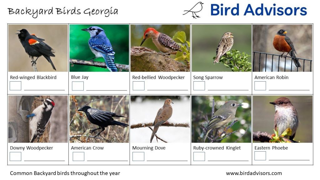 Backyard Birds Georgia ID Chart