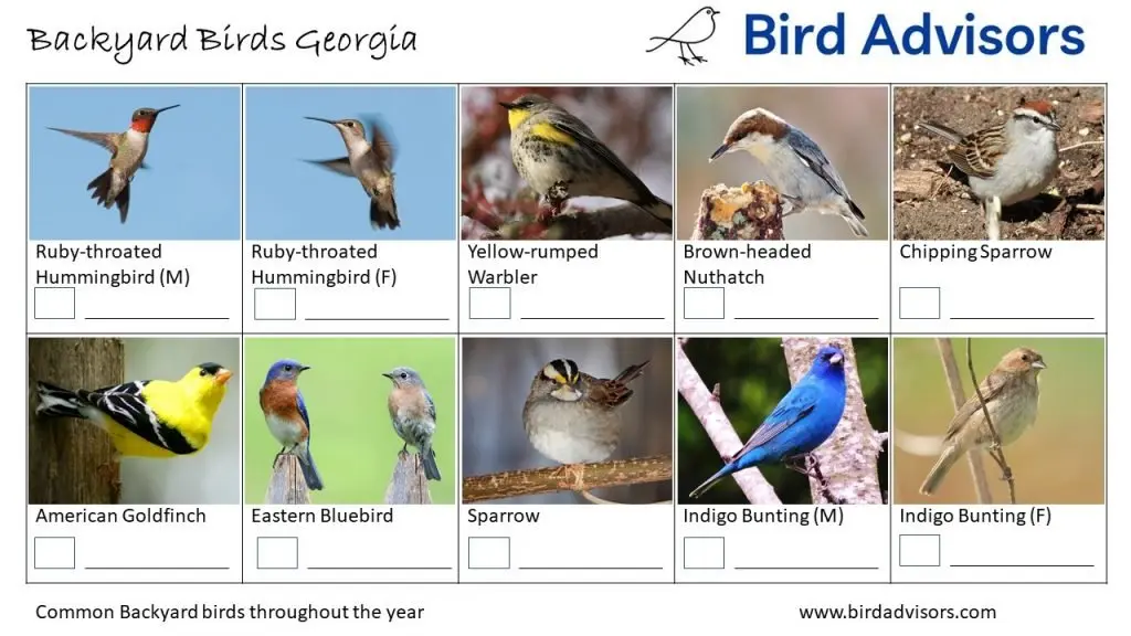 Backyard Birds Identification Worksheet Georgia Page 3