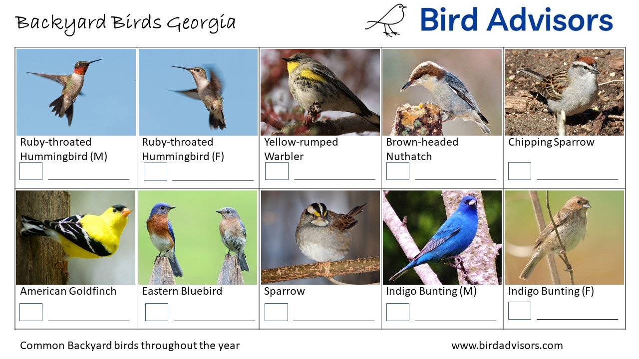 Top 32 Backyard Birds In Georgia Free ID Charts 