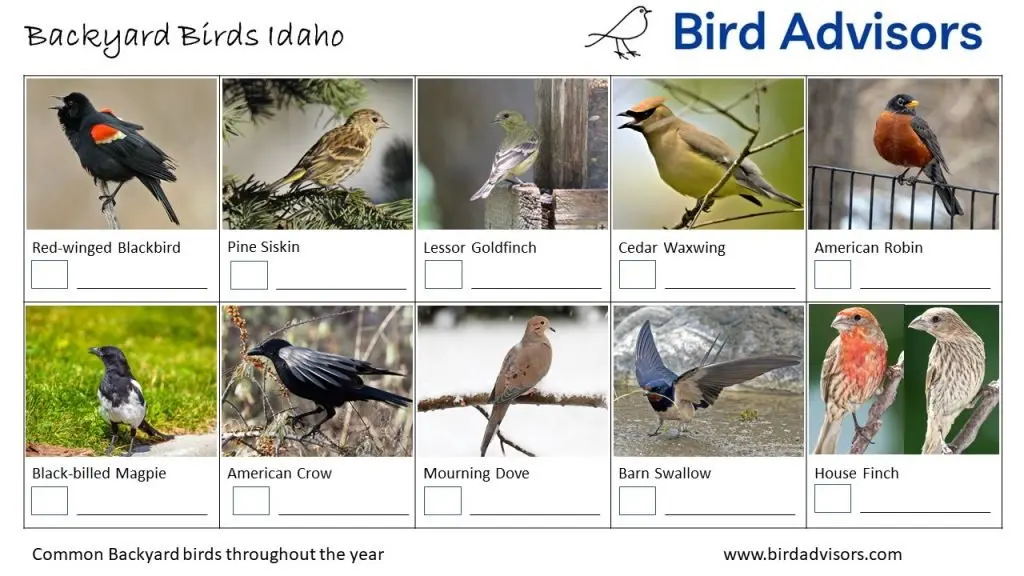 Backyard Birds Idaho ID Chart Free