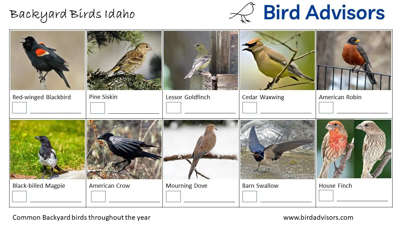 Backyard Birds Idaho ID Chart Free
