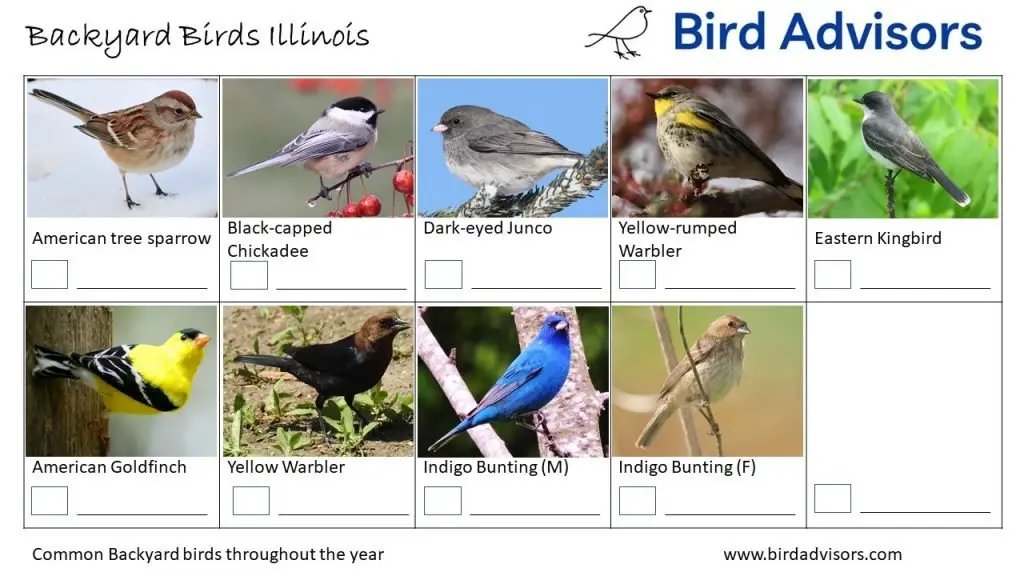 Backyard Birds Identification Worksheet Illinois Page 3