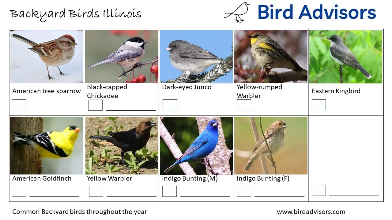 Top 29 Backyard Birds In Illinois (Free ID Charts)