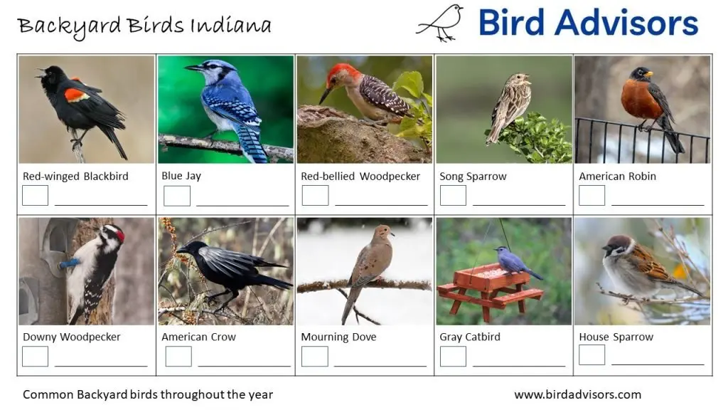 Backyard Birds Identification Worksheet Indiana Page 1