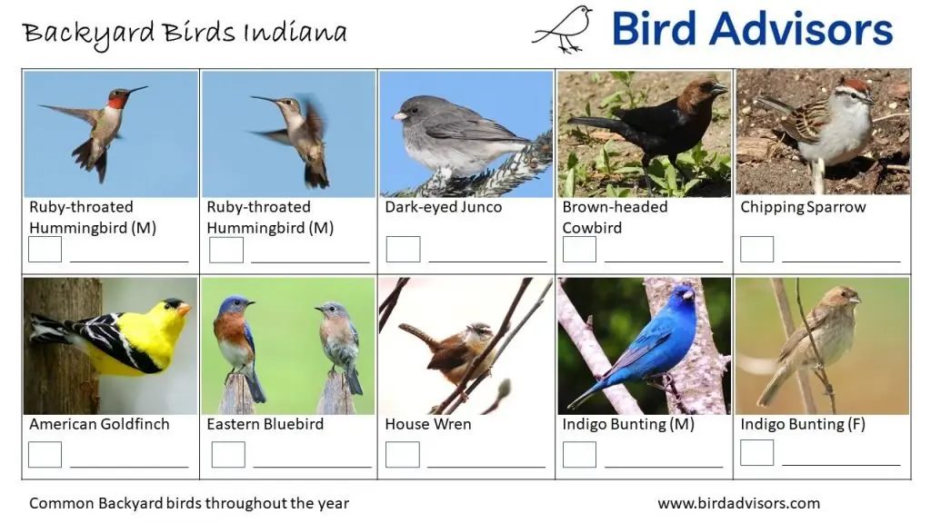 Backyard Birds Identification Worksheet Indiana Page 3