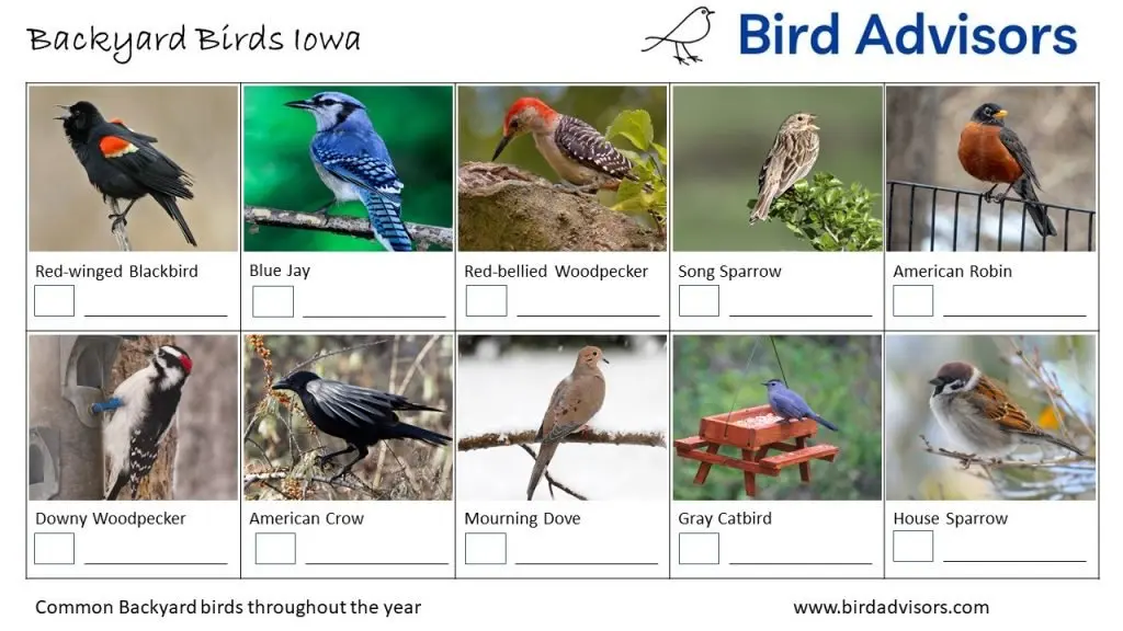 Backyard Birds Identification Worksheet Iowa Page 1