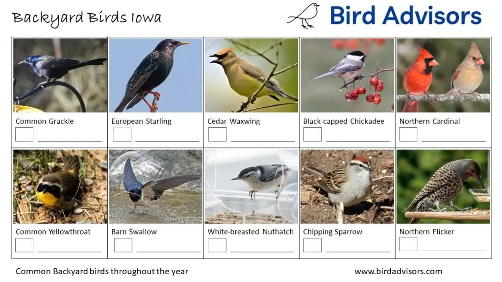 Backyard Birds Identification Worksheet Iowa Page 2