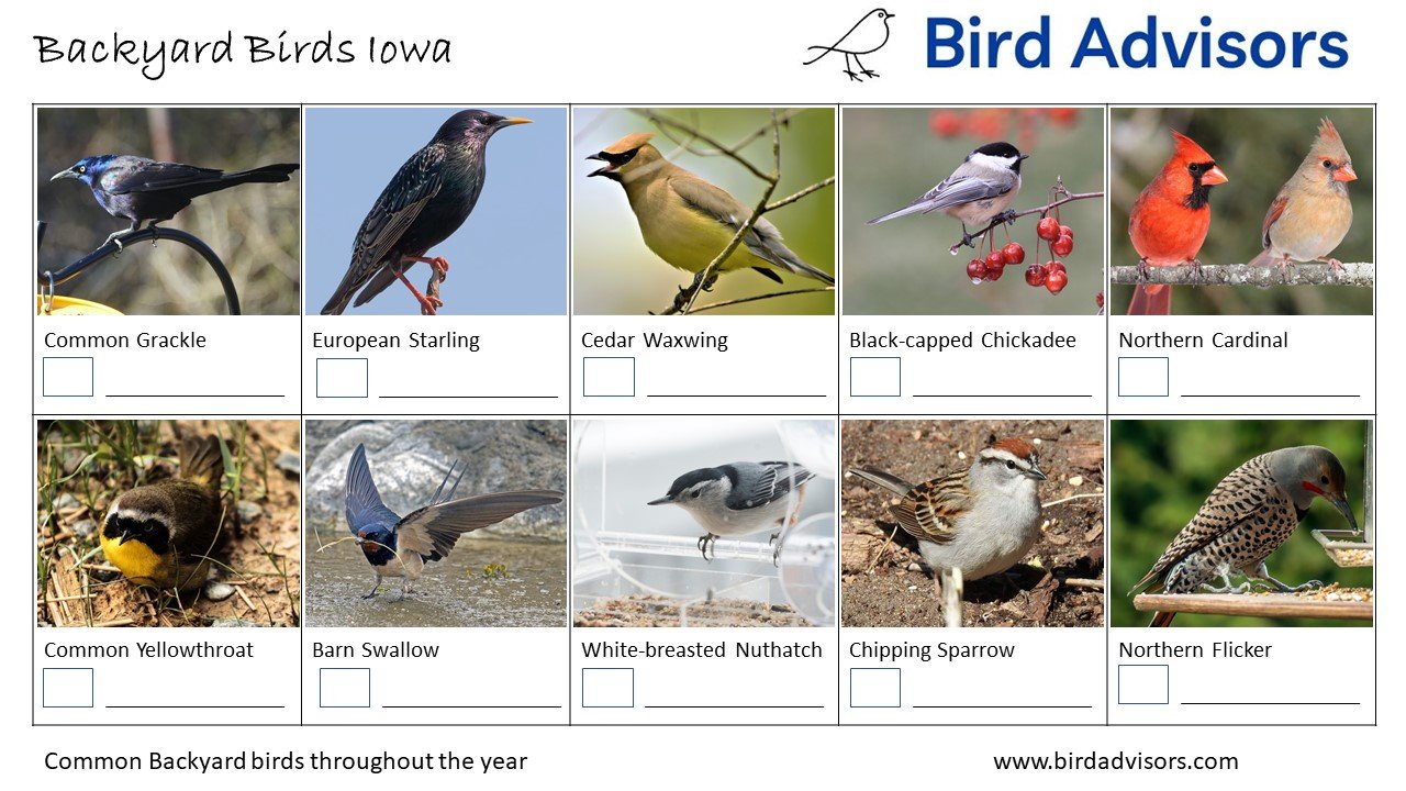 Top 20 Backyard Birds in Iowa (Free Picture ID Printable) - Bird Advisors