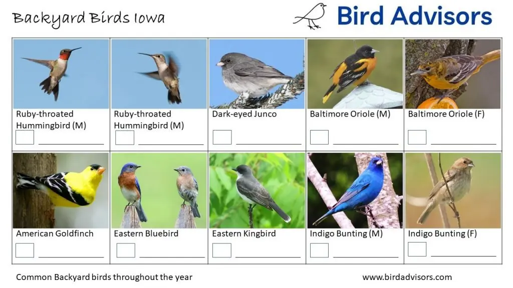 Backyard Birds Identification Worksheet Iowa Page 3