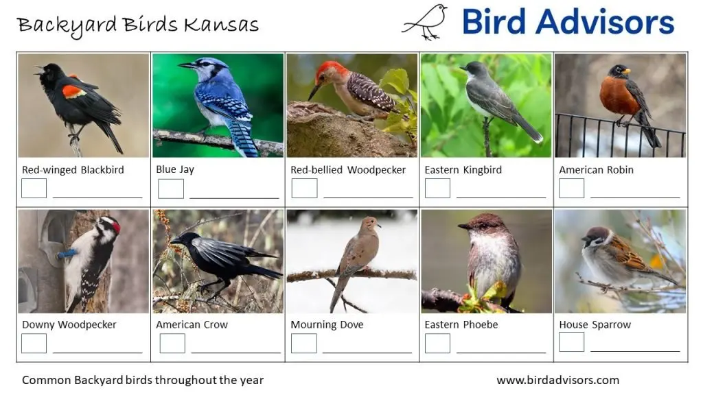 Backyard Birds Identification Worksheet Kansas Page 1