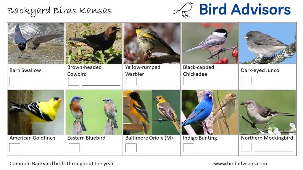 Backyard Birds Identification Worksheet Kansas Page 3