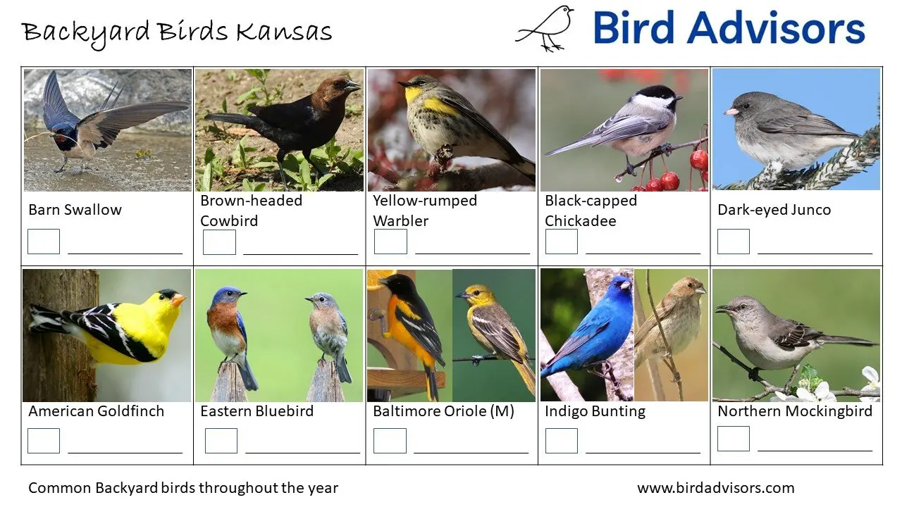33 Backyard Birds In Kansas (Free ID Chart)