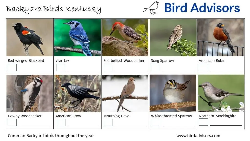 Backyard Birds Identification Worksheet Kentucky Page 1