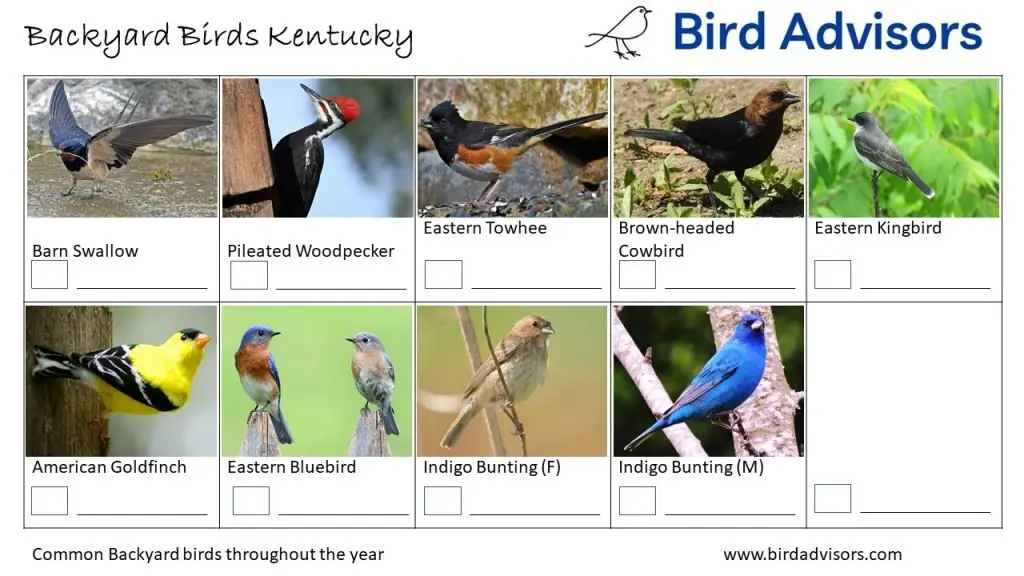 Backyard Birds Identification Worksheet Kentucky Page 3