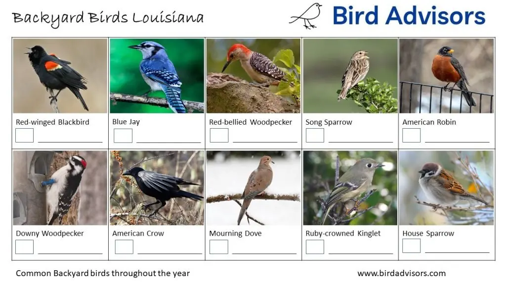 Backyard Birds Louisiana ID Chart