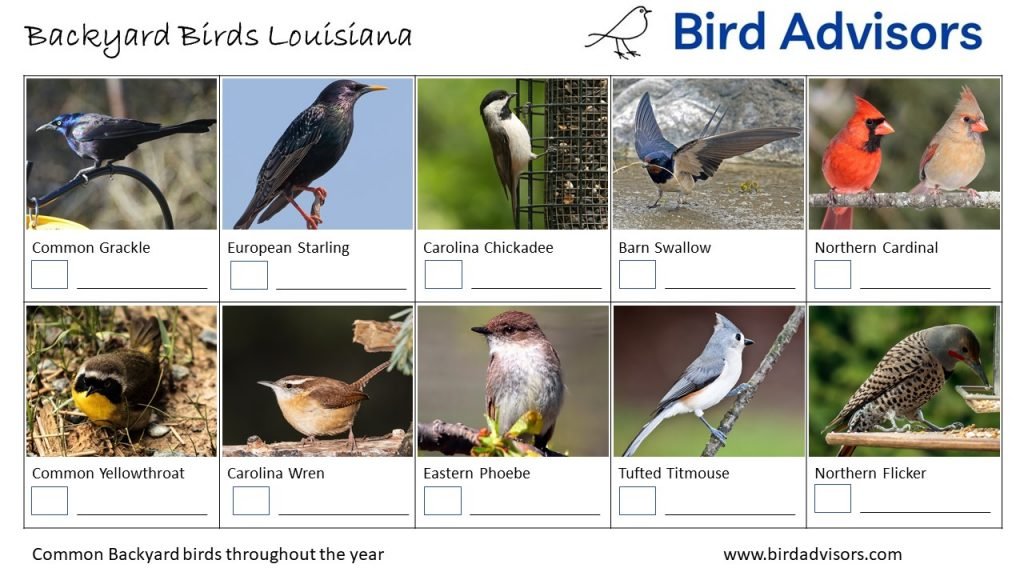 Backyard Birds Identification Worksheet Louisiana Page 2