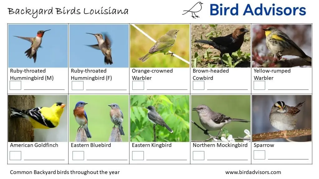 Backyard Birds Identification Worksheet Louisiana Page 3