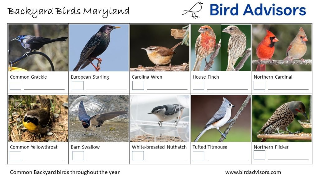 Backyard Birds Identification Worksheet Maryland Page 2