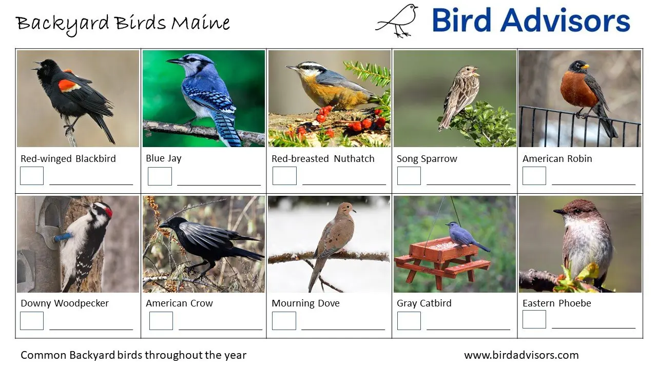 Backyard Birds Maine ID Chart