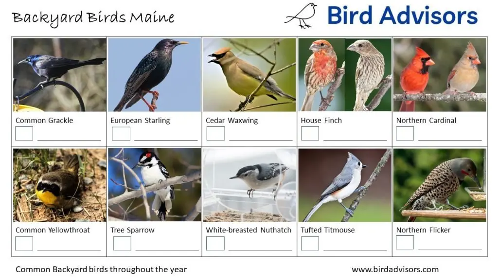 Backyard Birds Identification Worksheet Maine Page 2