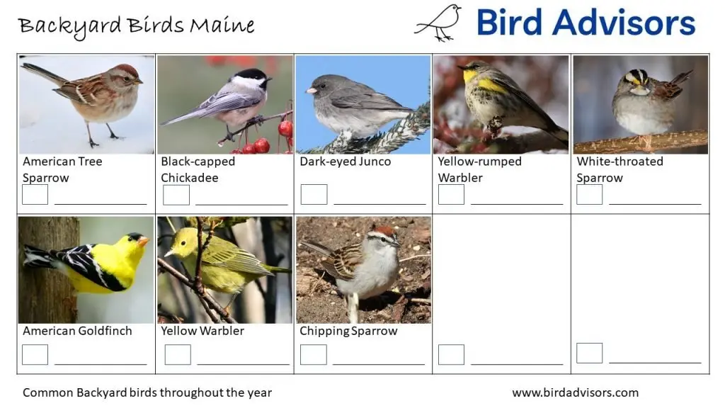 Backyard Birds Identification Worksheet Maine Page 3